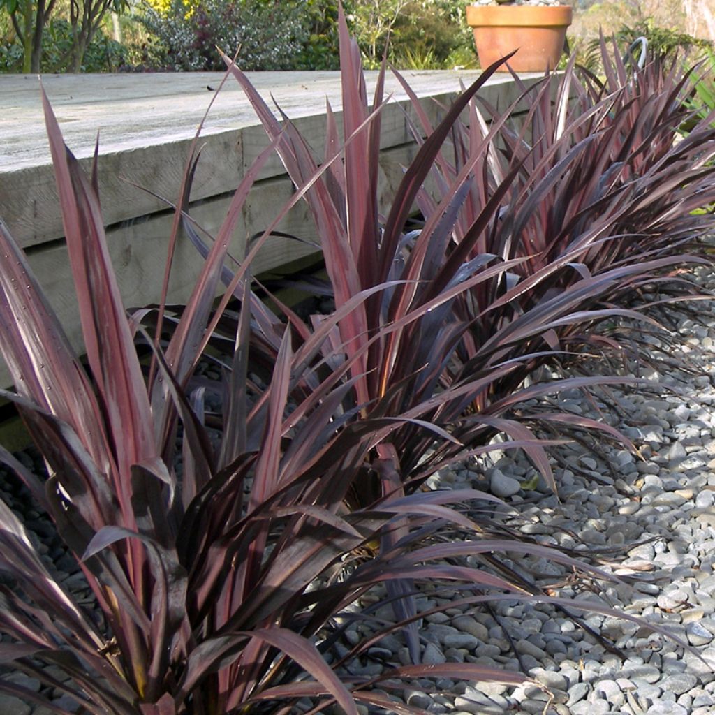 Cordyline banksii Renegade - Cordiline