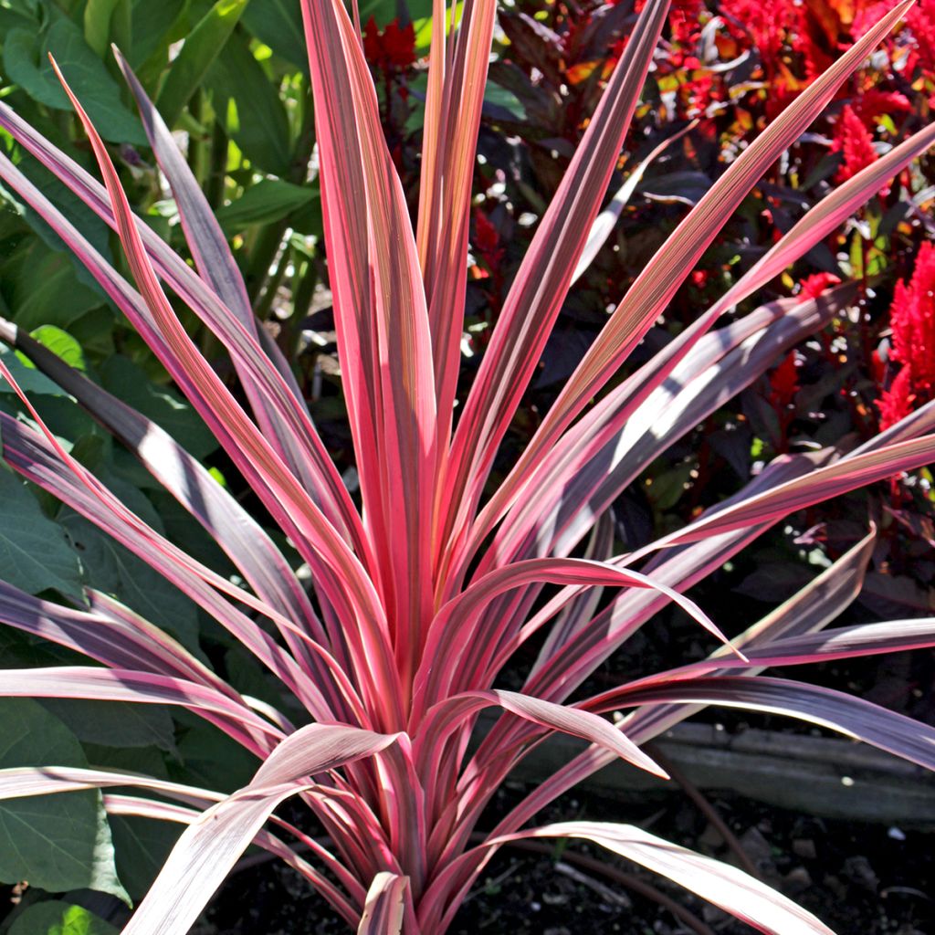 Cordyline Paso Doble - Cordiline