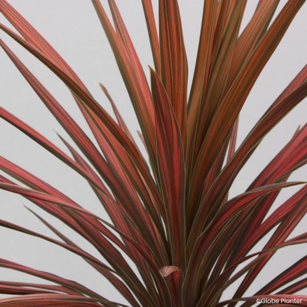 Cordyline australis Coral - Cordiline
