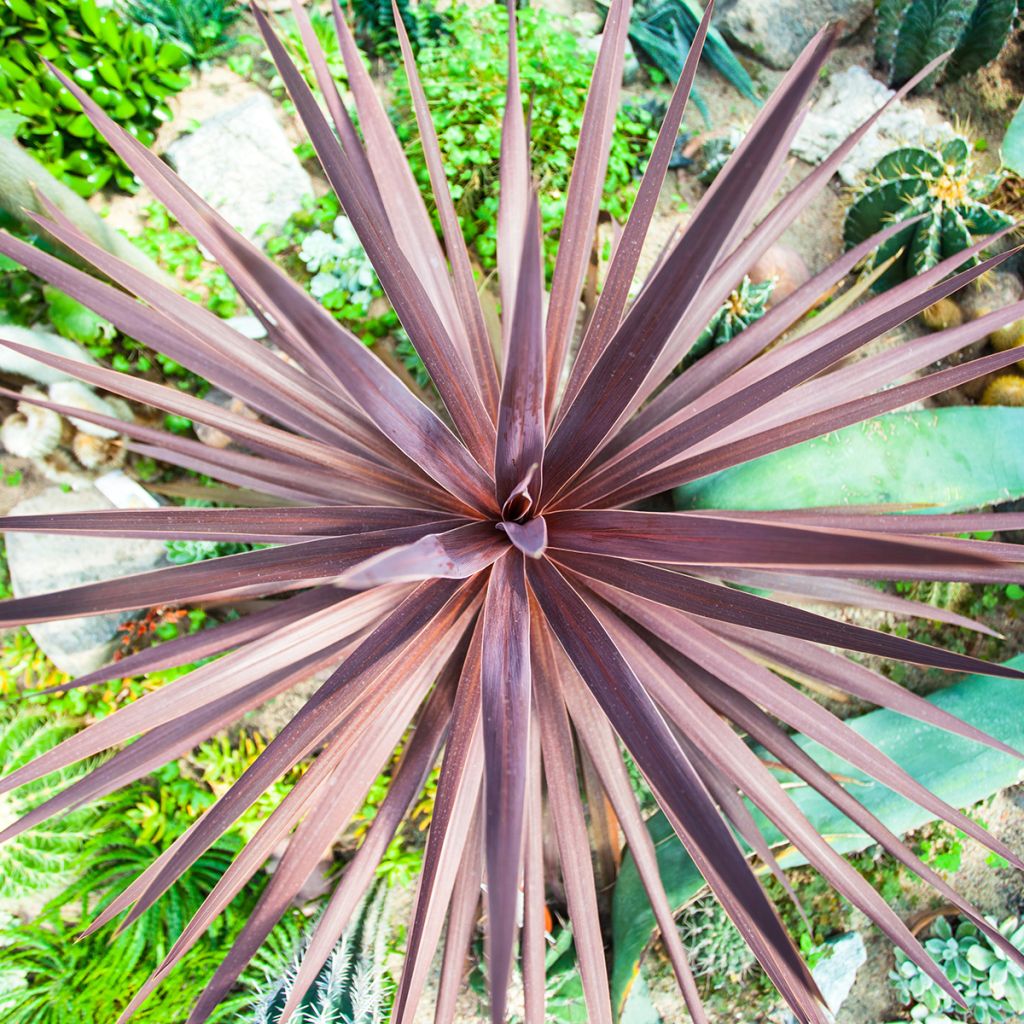 Cordyline australis purpurea (semi) - Cordiline
