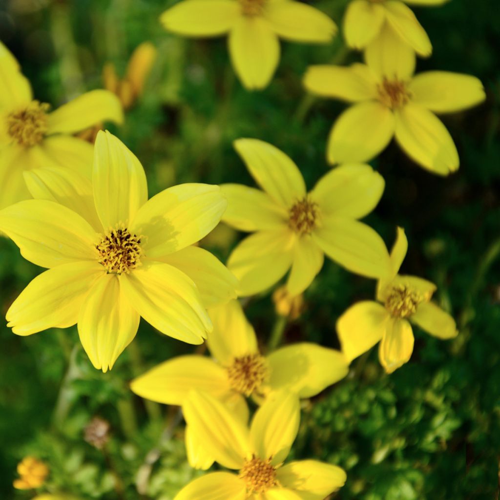 Coreopsis Citrine