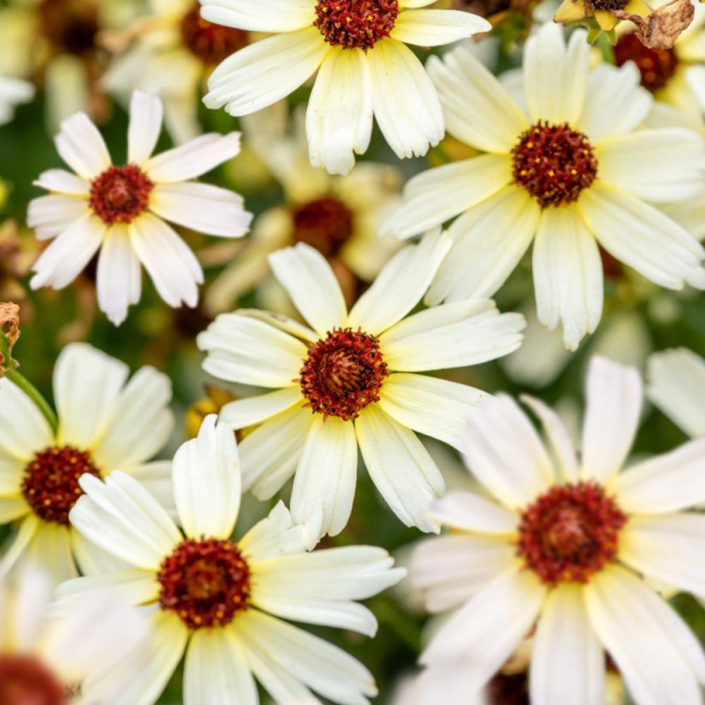 Coreopsis Fool's Gold