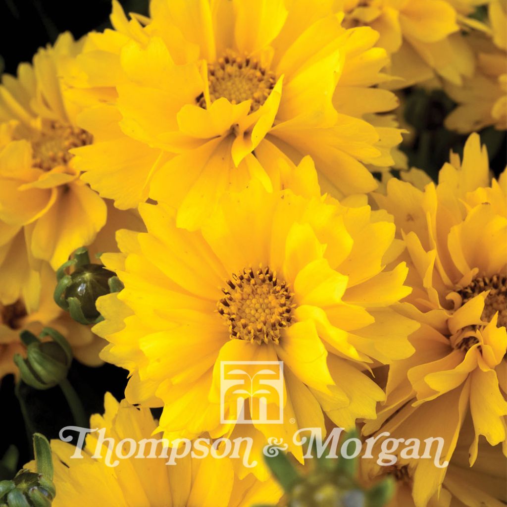 Coreopsis grandiflora Presto