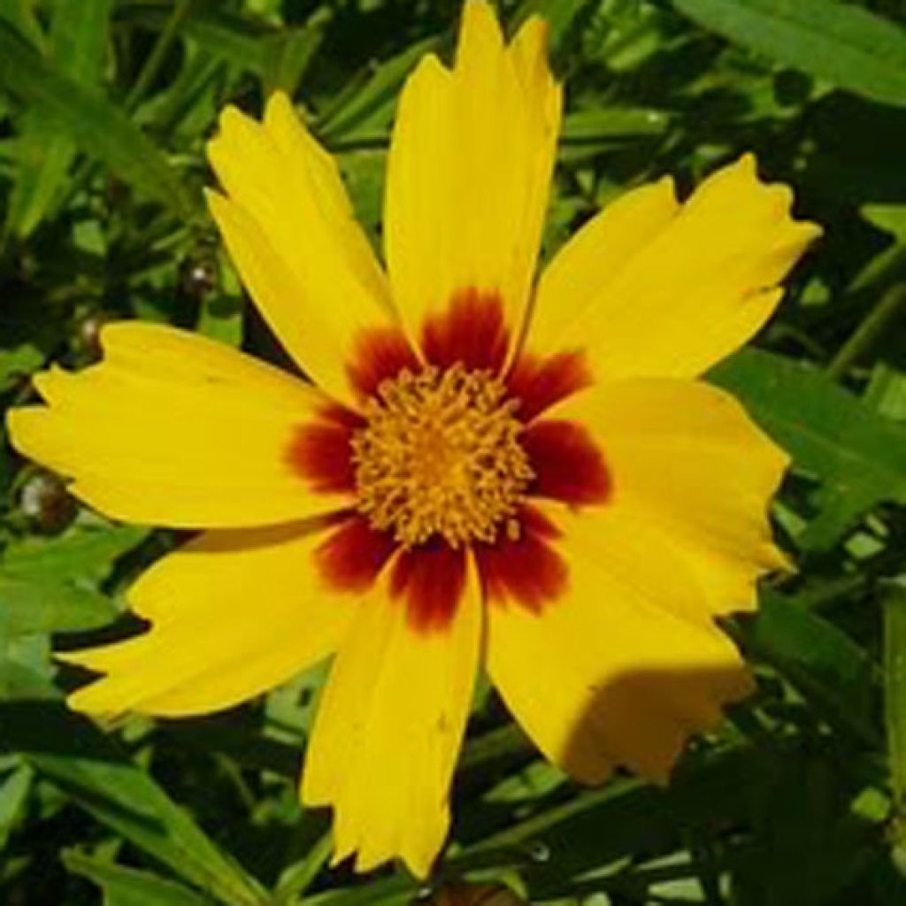 Coreopsis grandiflora Tequila Sunrise