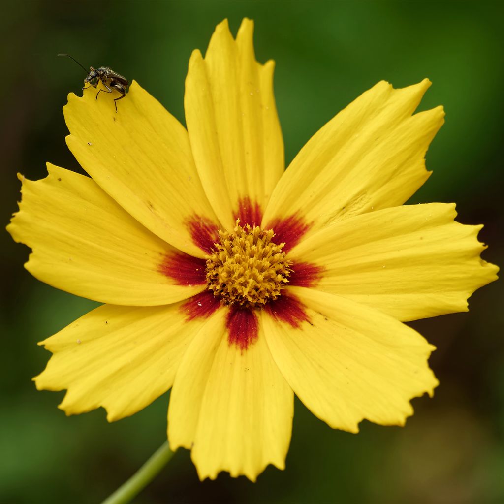 Coreopsis grandiflora Tequila Sunrise