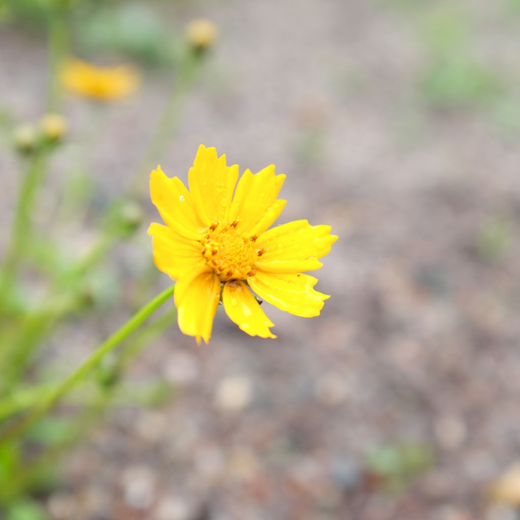 Coreopsis auriculata Nana