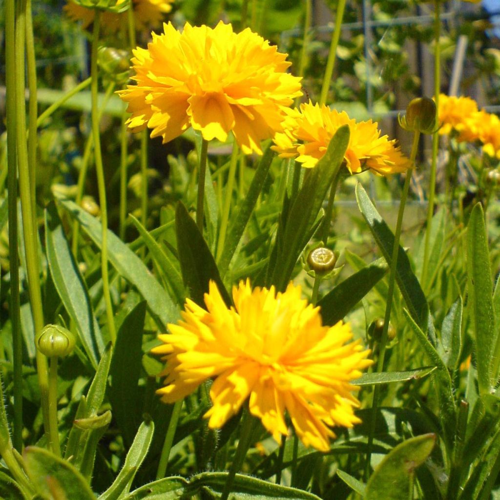 Coreopsis grandiflora Louis d'Or