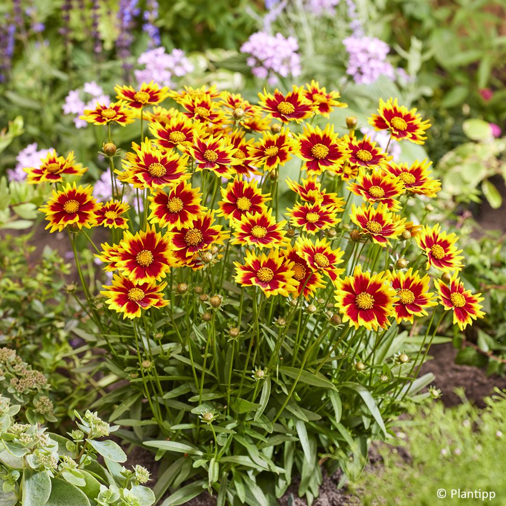 Coreopsis grandiflora Solar Jewel
