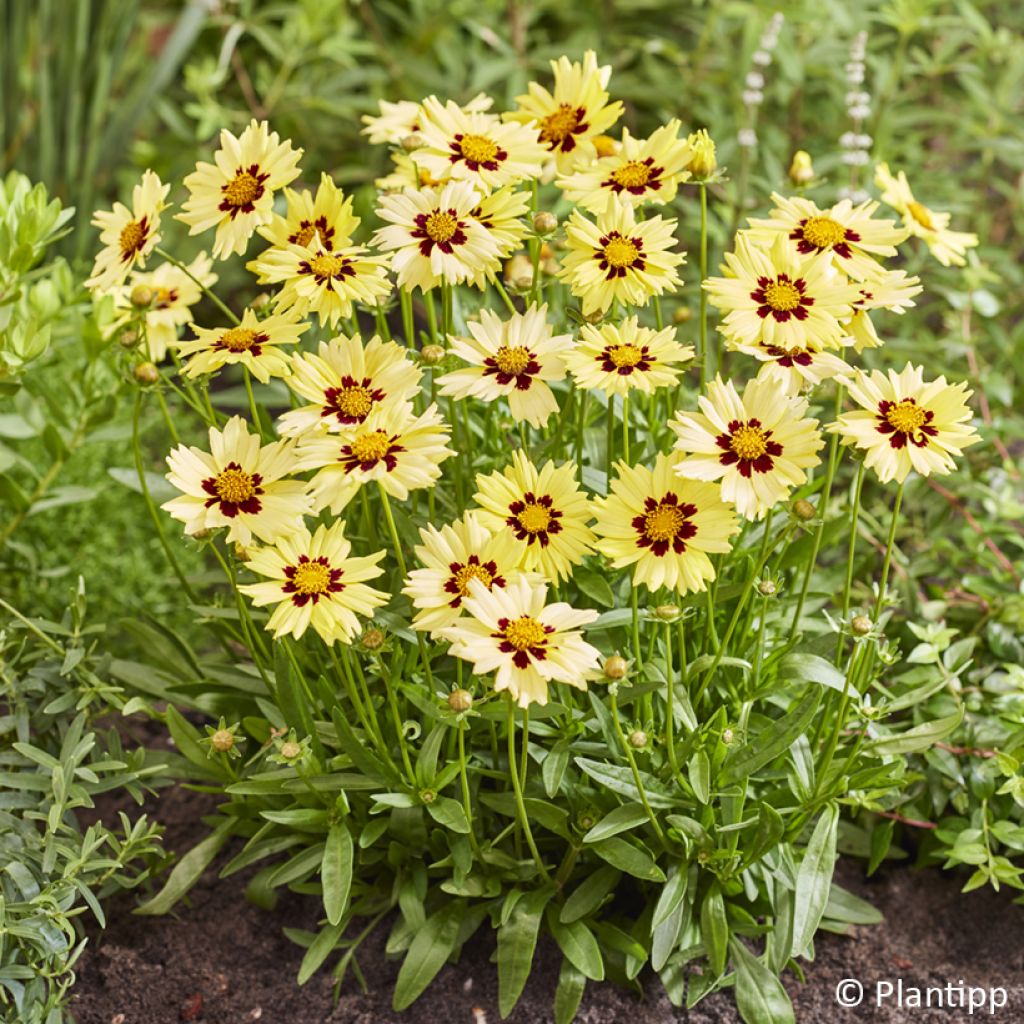 Coreopsis grandiflora Solar Moon