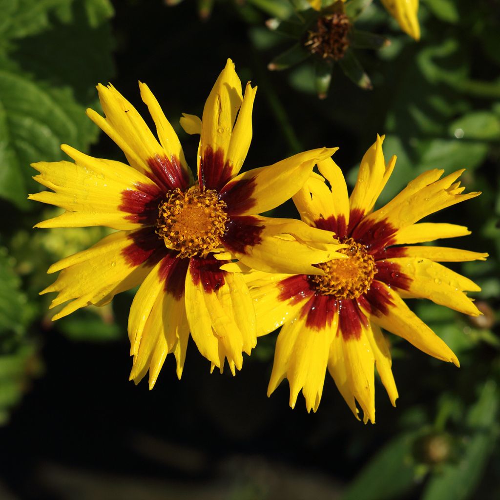 Coreopsis grandiflora Sunkiss
