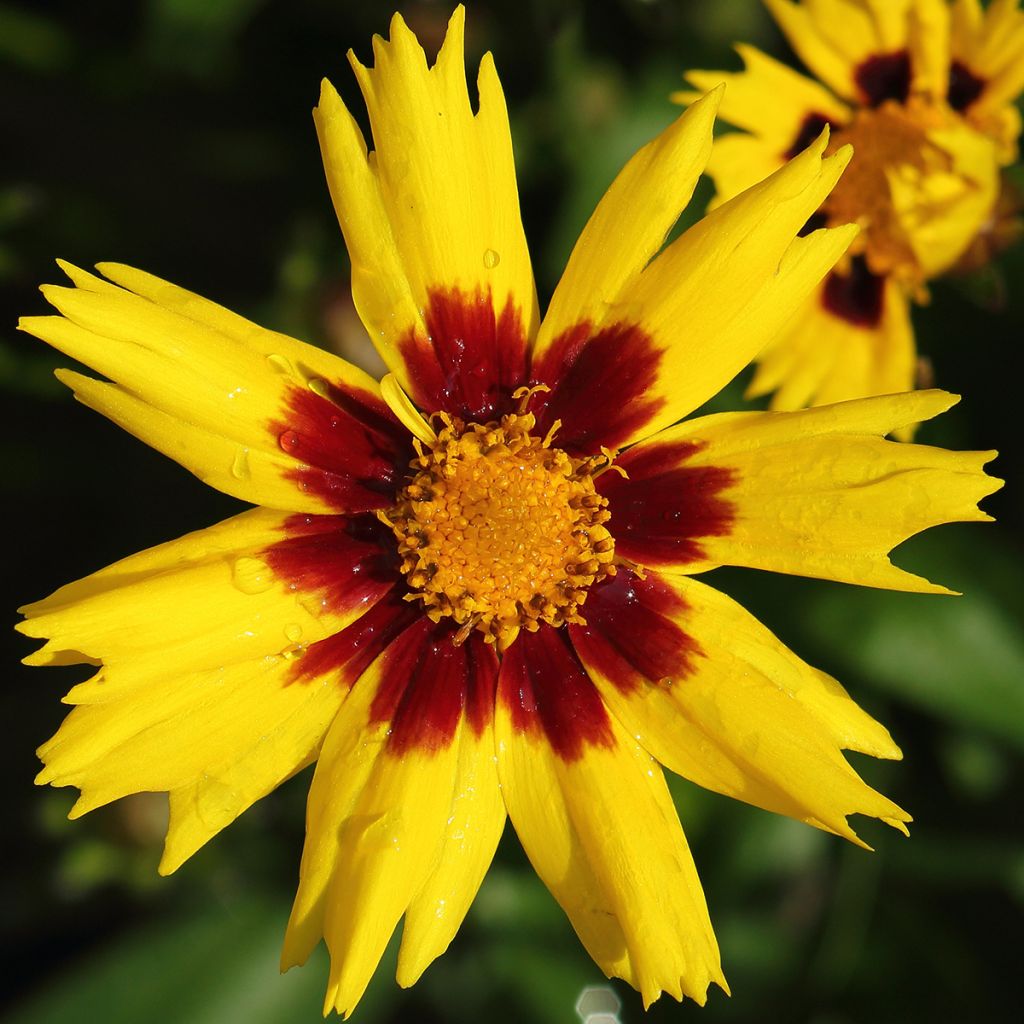 Coreopsis grandiflora Sunkiss