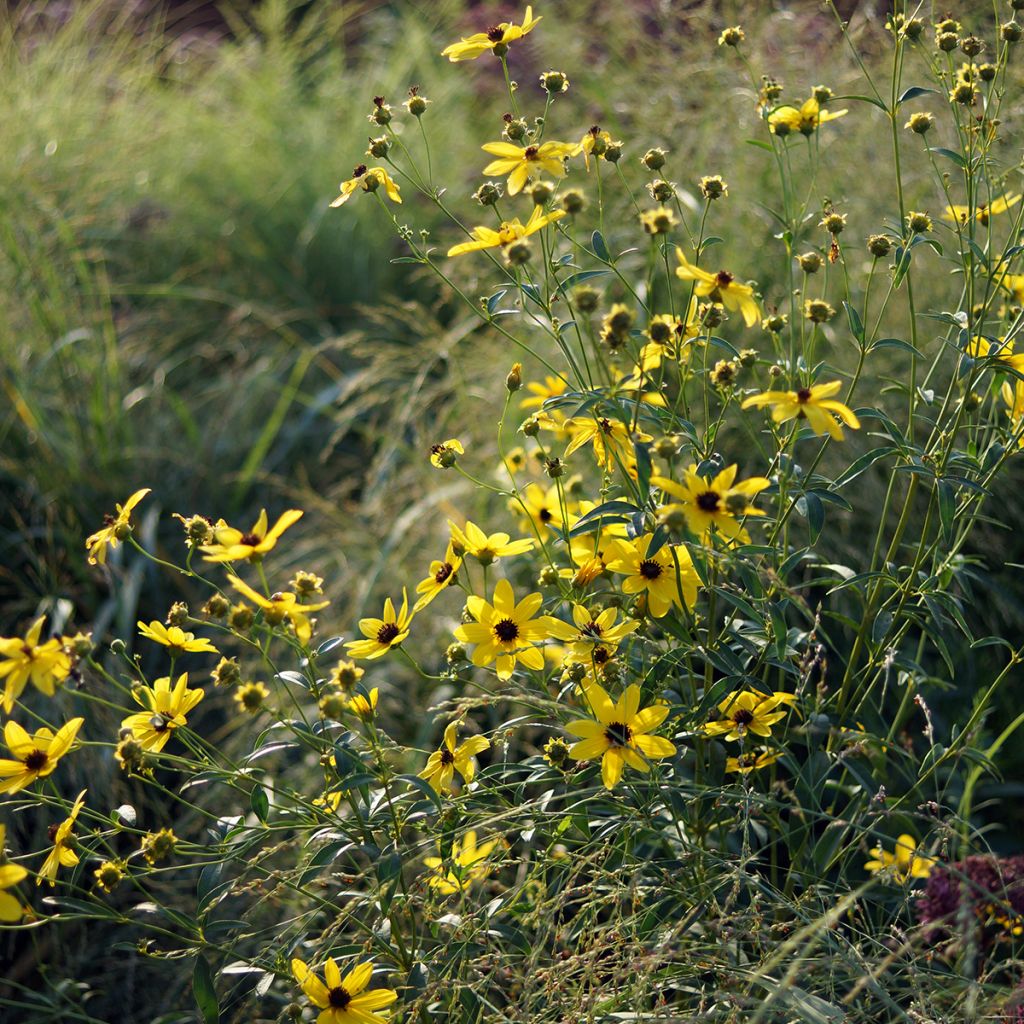 Coreopsis tripteris