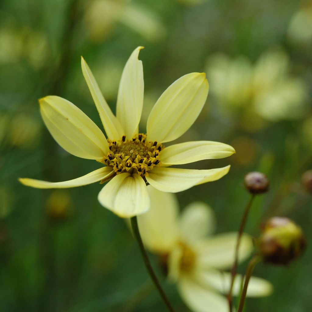 Coreopsis verticillata Moonbeam