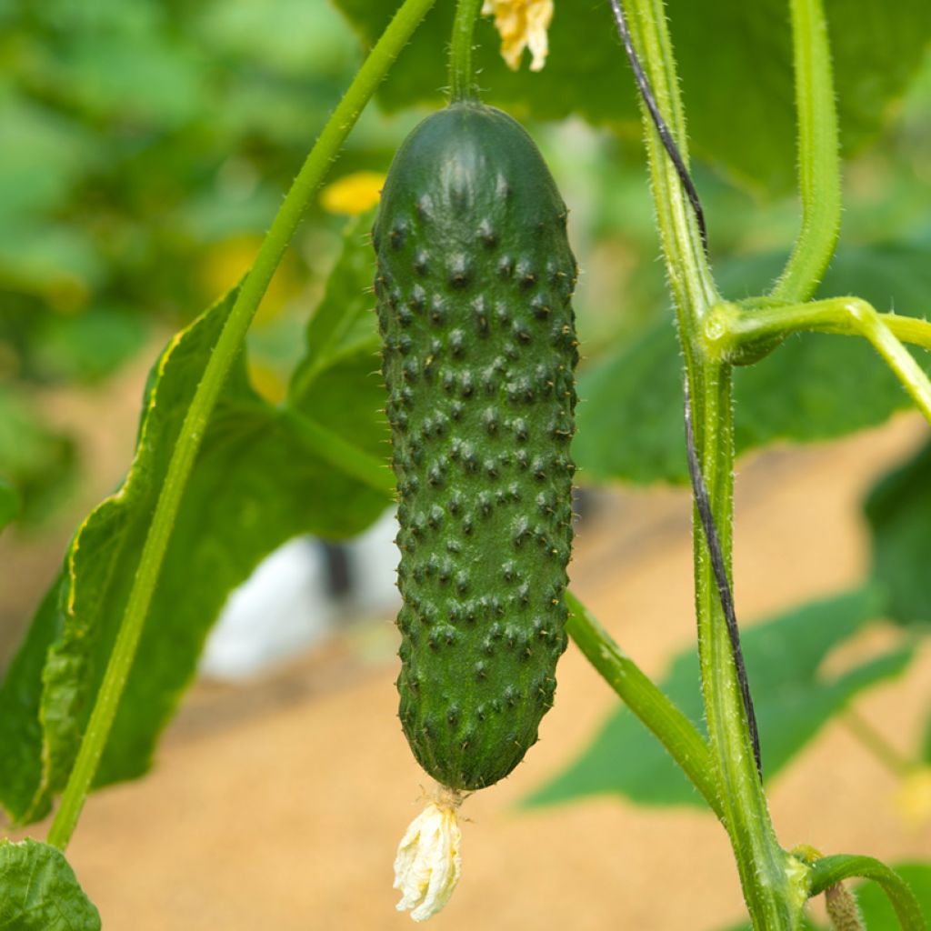 Cetriolino per sottaceto Hokus Bio