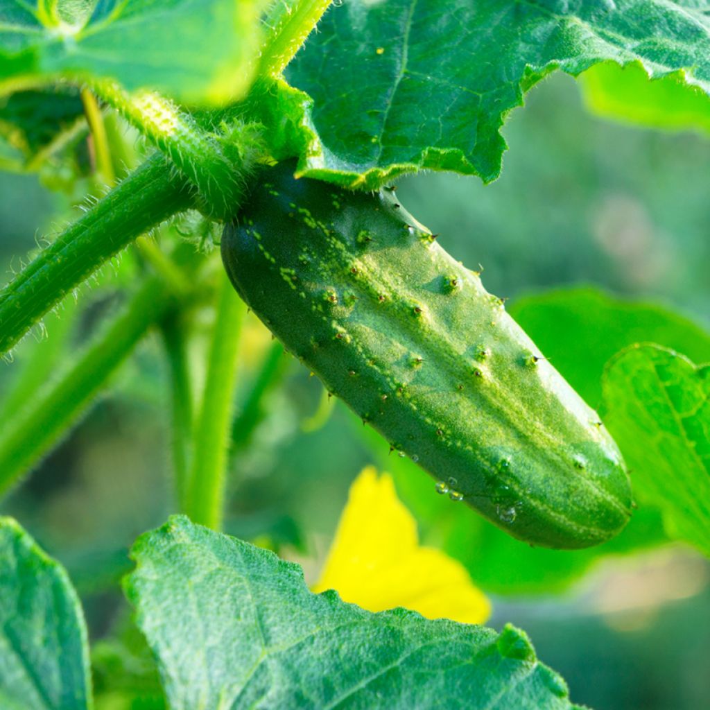 Cetriolino per sottaceto Verde Petit de Paris - Vilmorin
