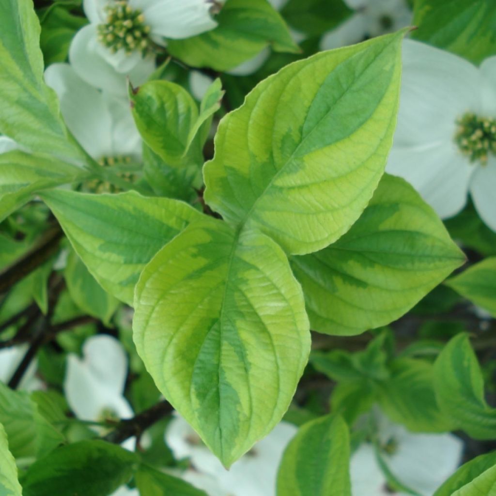 Cornus florida Rainbow