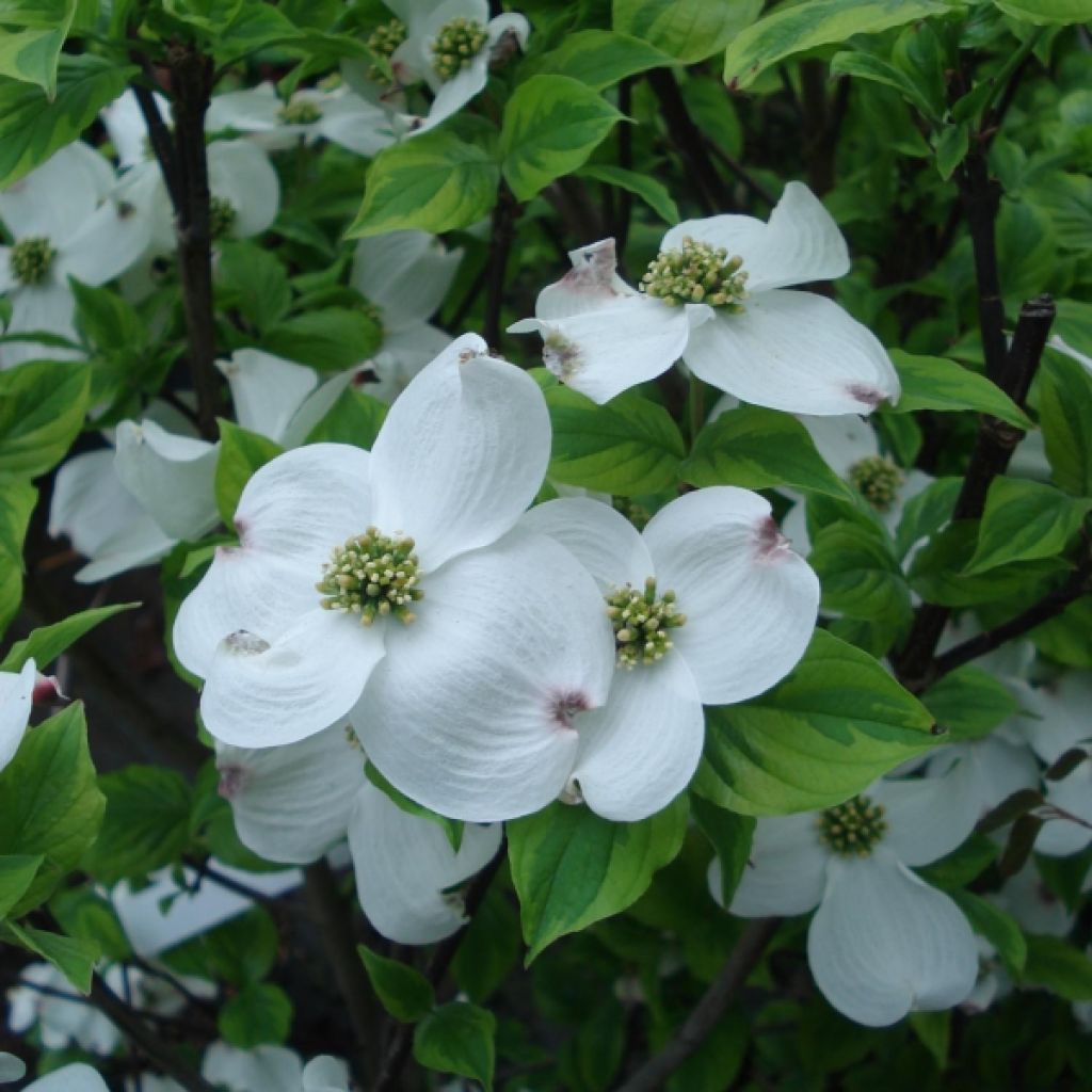 Cornus florida Rainbow