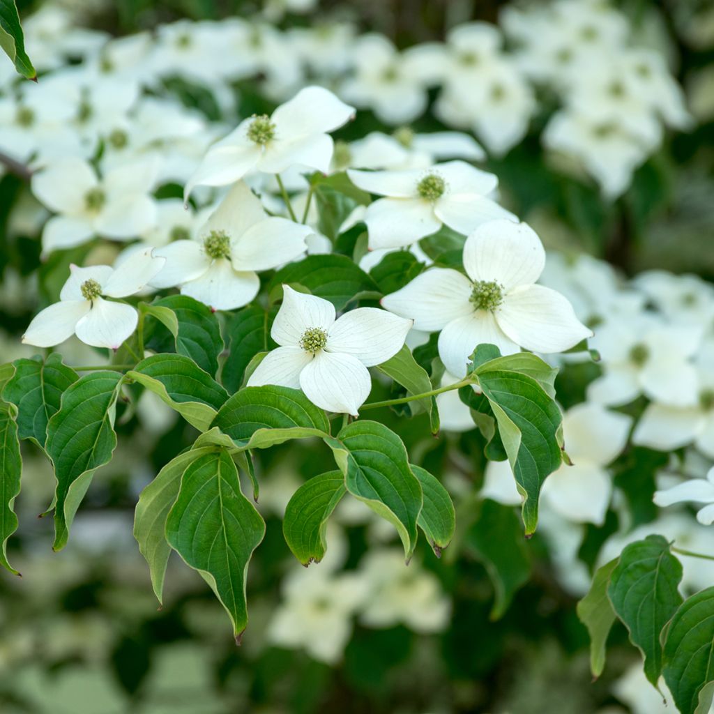 Cornus kousa Milky Way - Corniolo giapponese