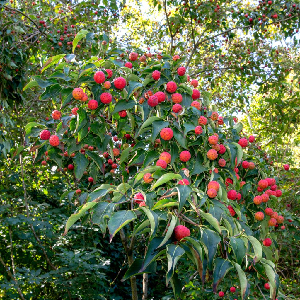 Cornus kousa Norman Hadden - Corniolo giapponese