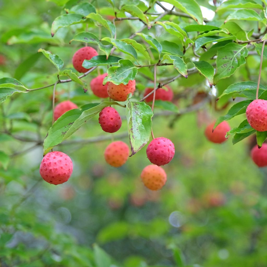 Cornus kousa Norman Hadden - Corniolo giapponese