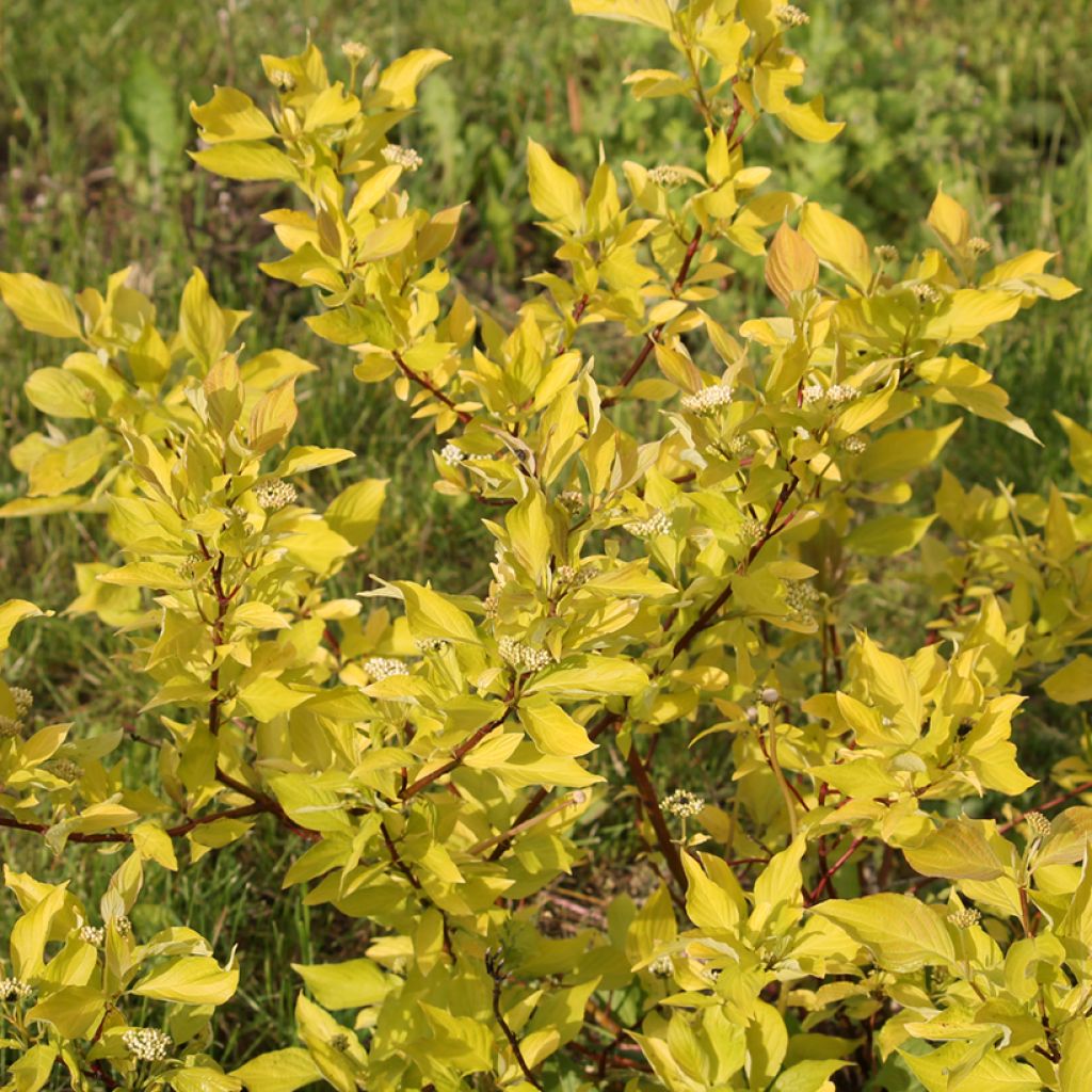 Cornus alba Aurea