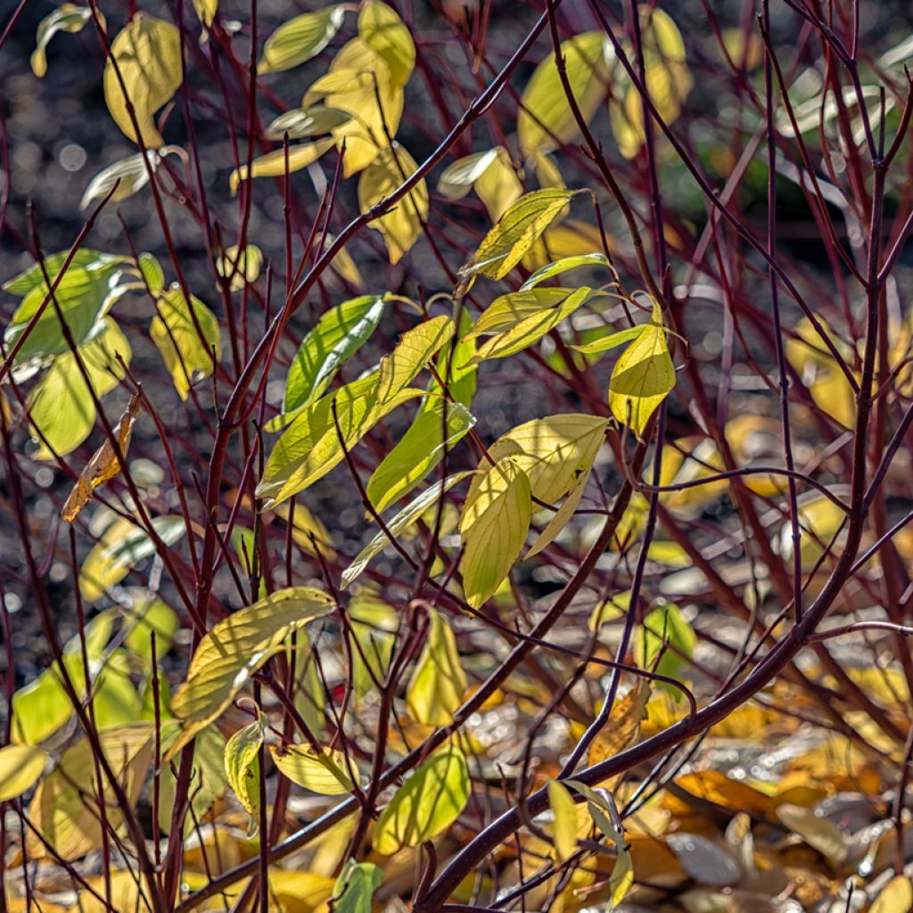 Cornus alba Aurea