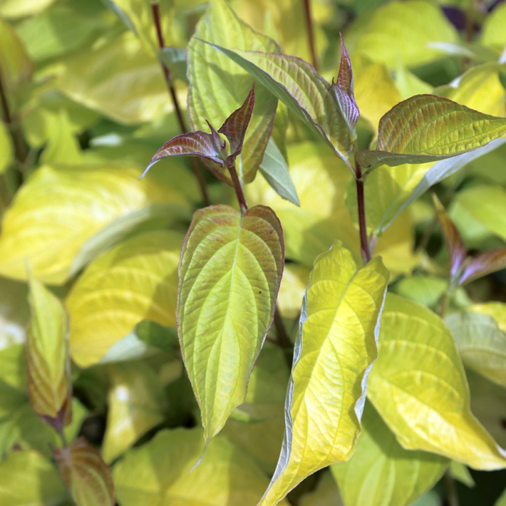 Cornus alba Aurea