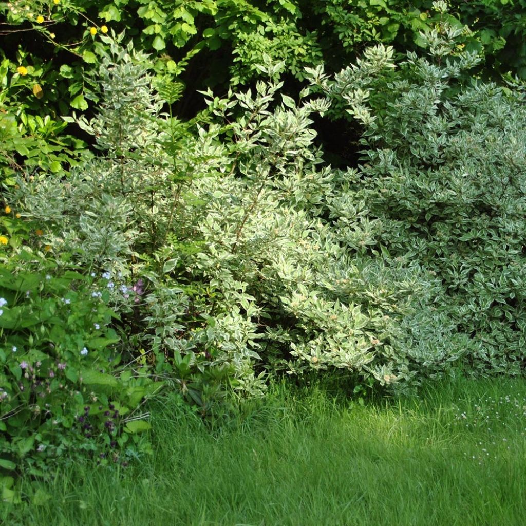 Cornus alba Elegantissima