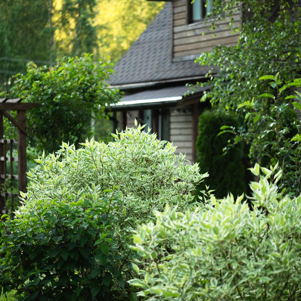 Cornus alba Elegantissima