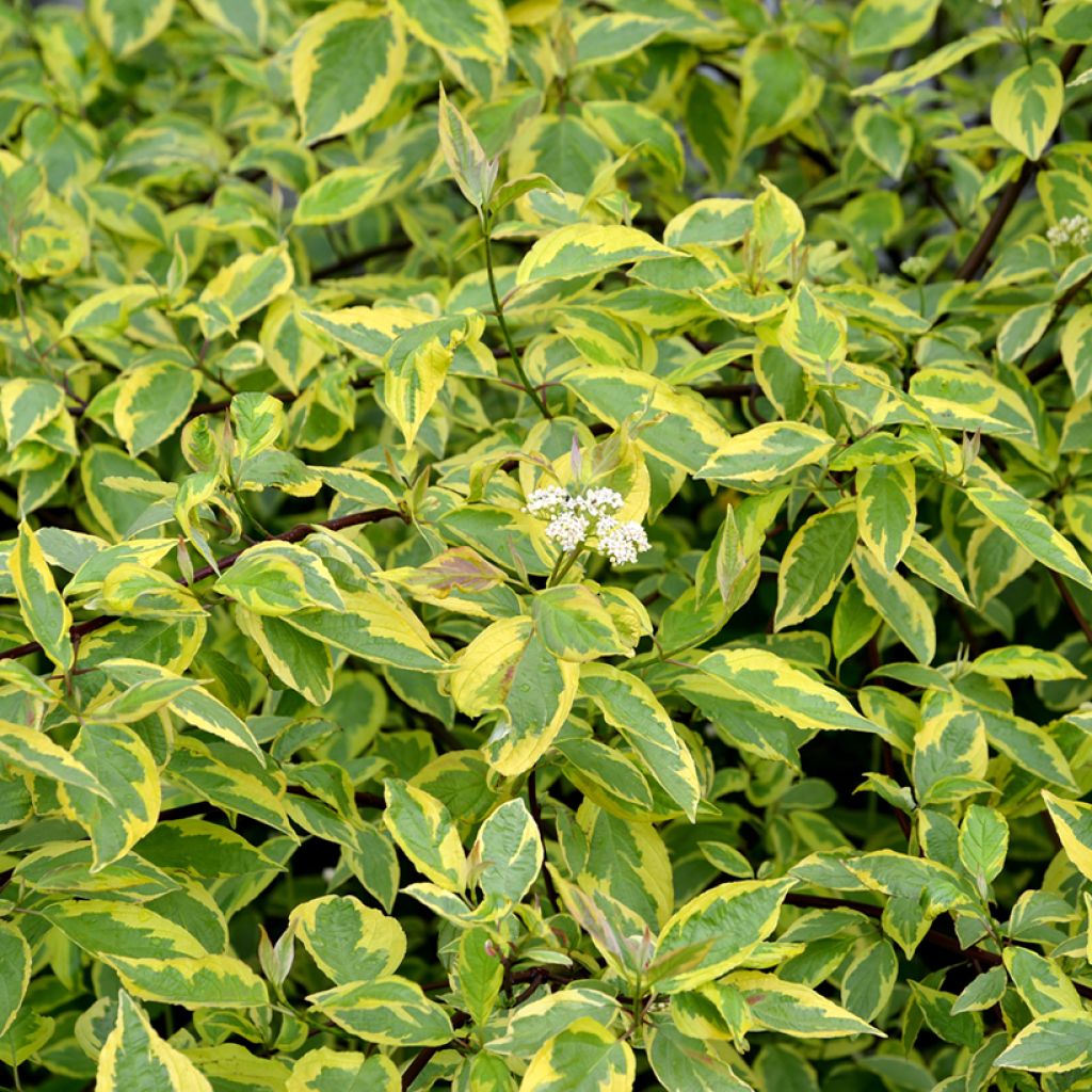 Cornus alba Gouchaultii