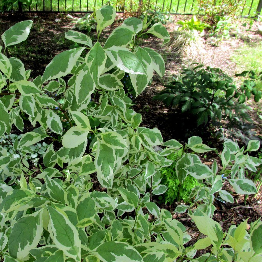 Cornus alba Ivory Halo