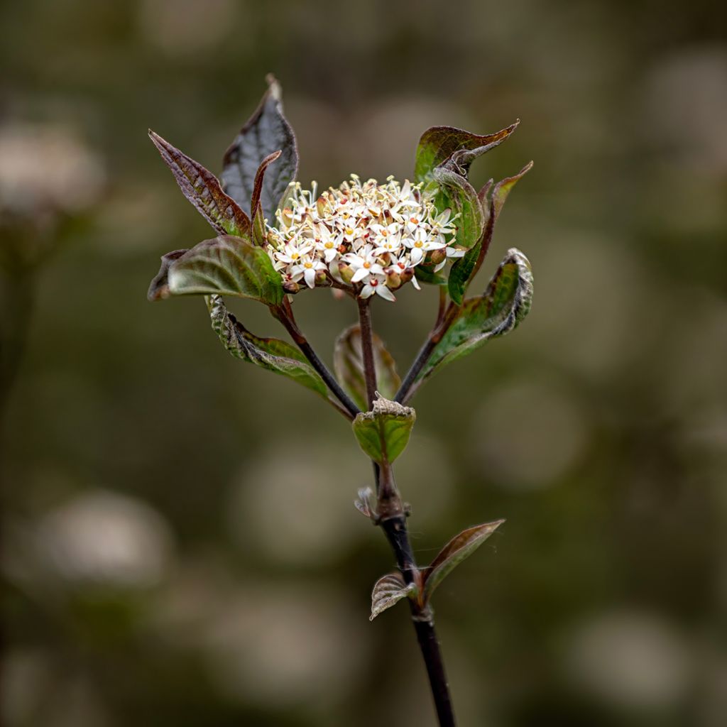 Cornus alba Kesselringii