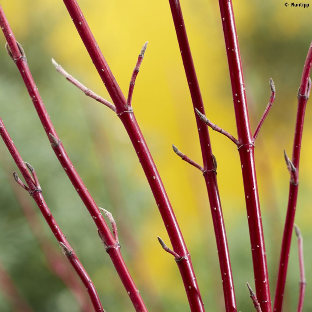 Cornus alba Miracle