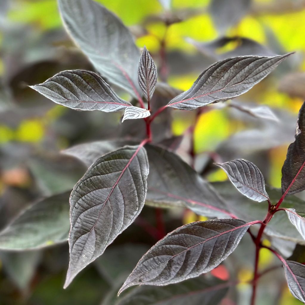 Cornus alba Nightfall