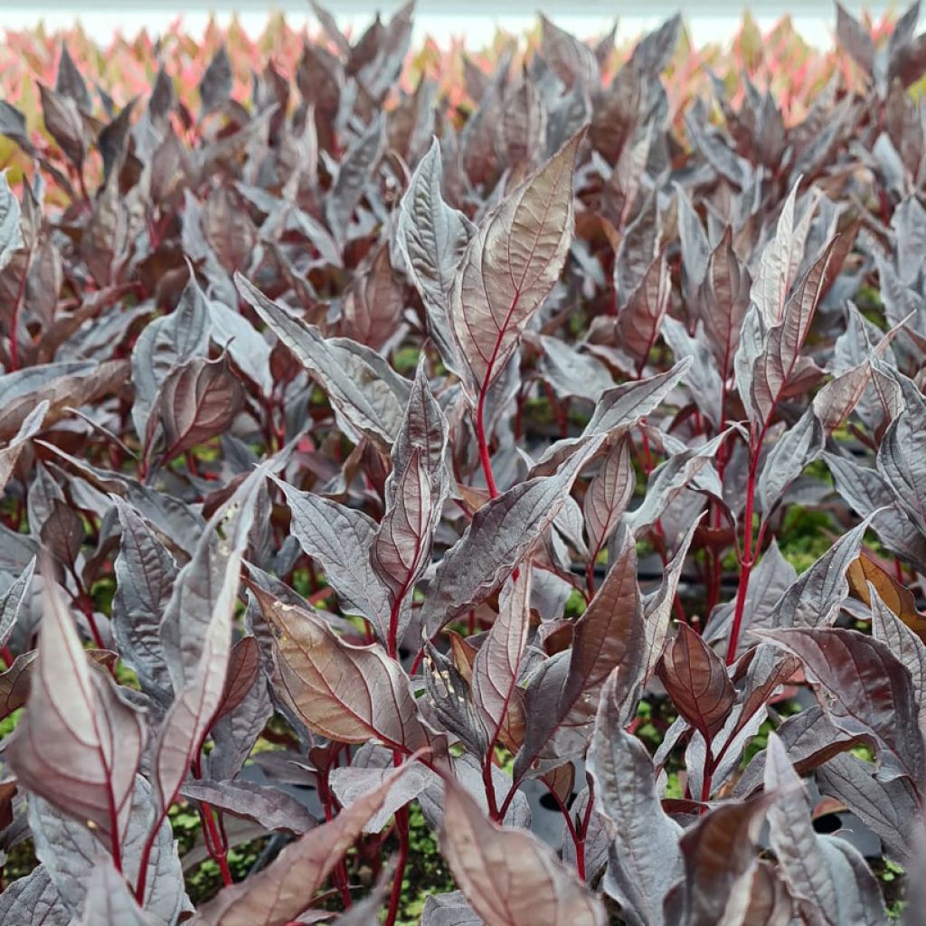 Cornus alba Nightfall