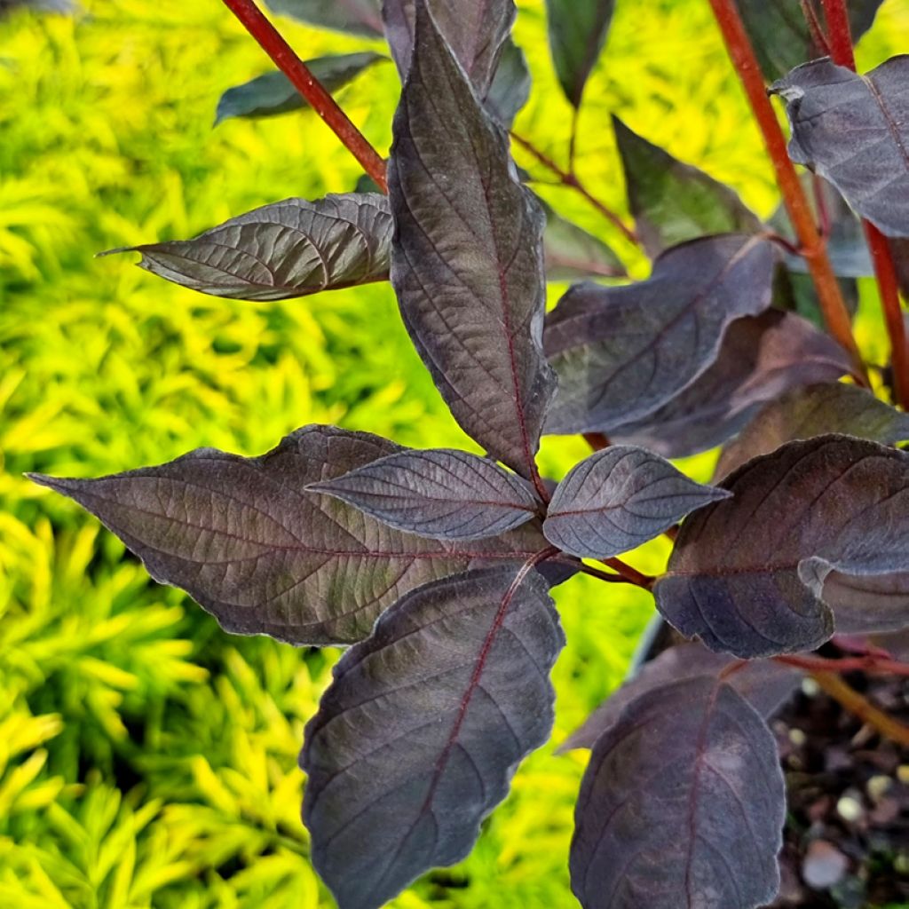 Cornus alba Nightfall