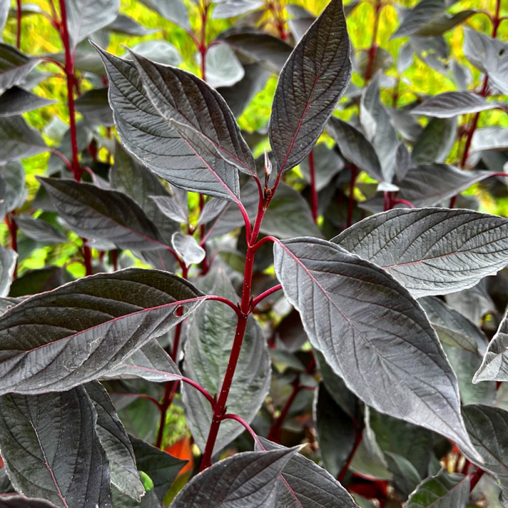 Cornus alba Nightfall