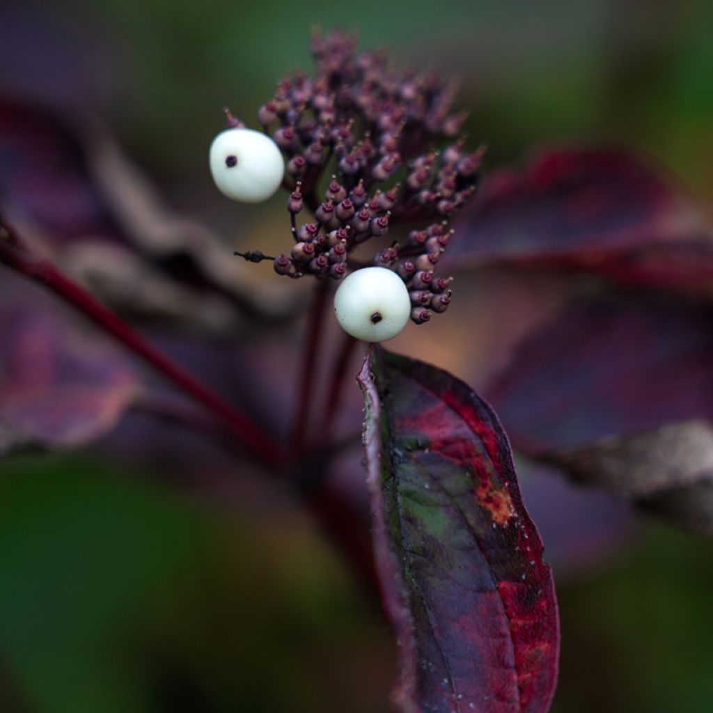 Cornus alba Siberian Pearls