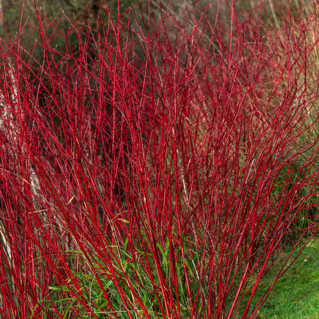 Cornus alba Sibirica