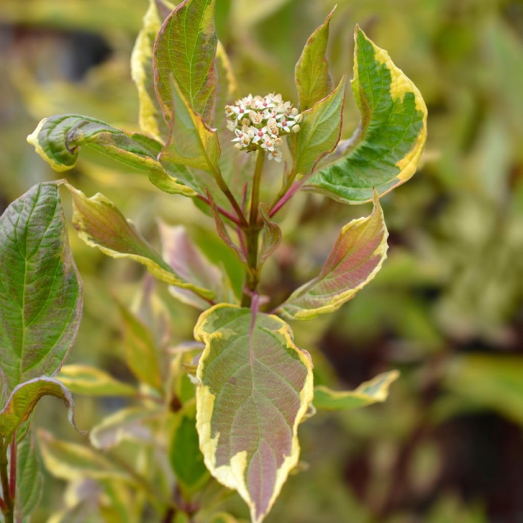 Cornus alba Spaethii