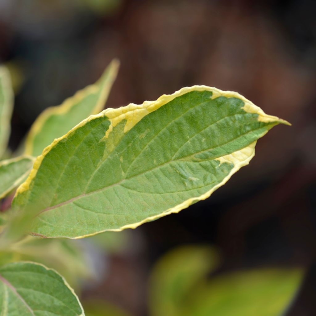 Cornus alba Spaethii