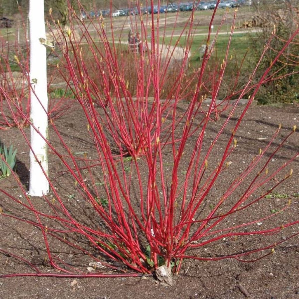 Cornus alba Aurea