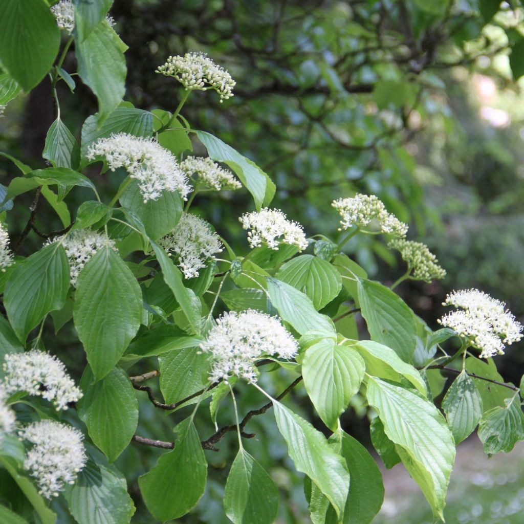 Cornus alternifolia