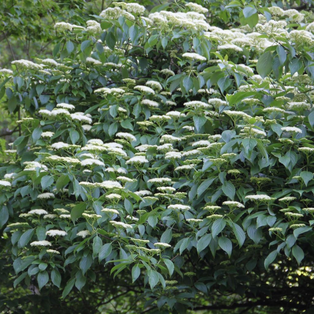 Cornus alternifolia