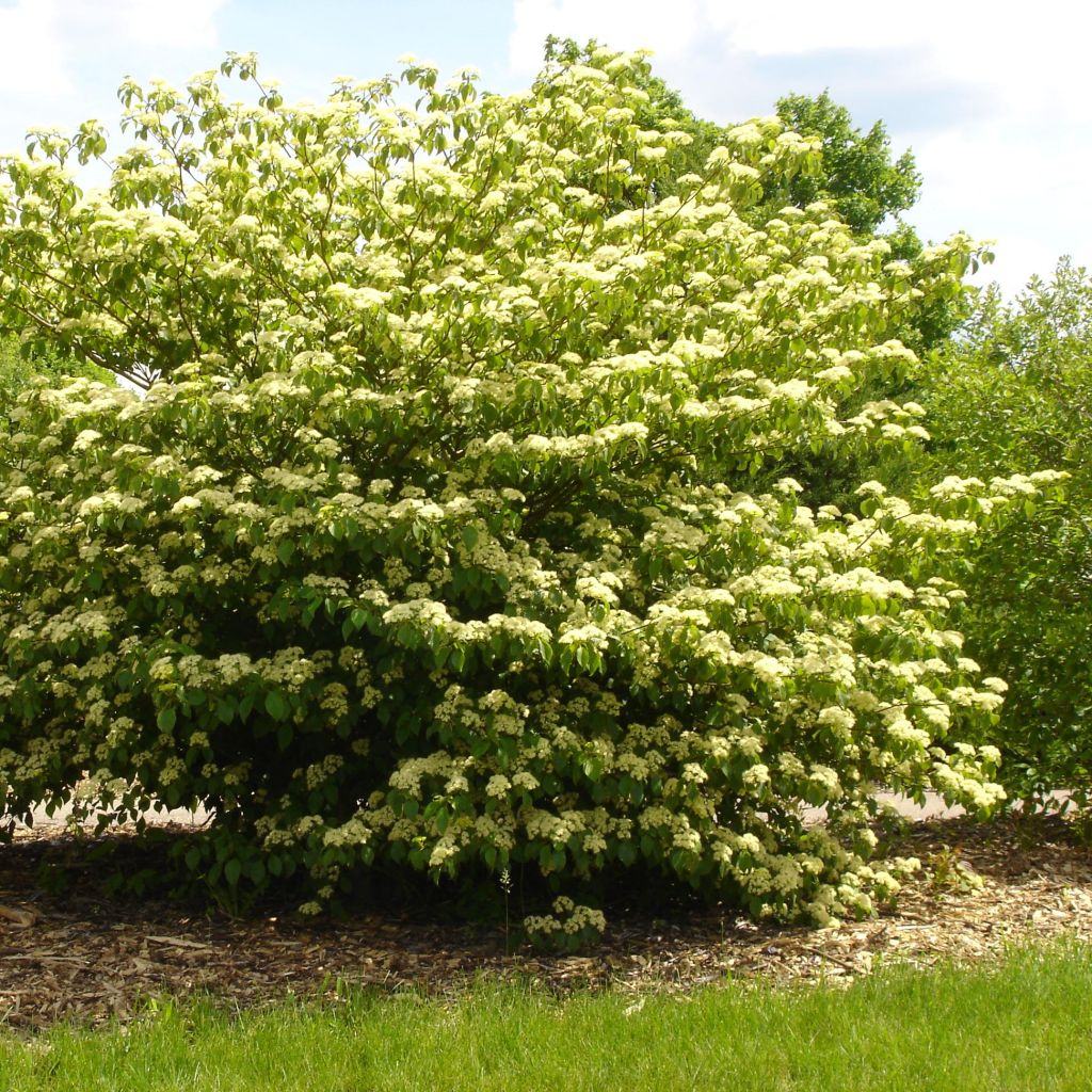 Cornus alternifolia
