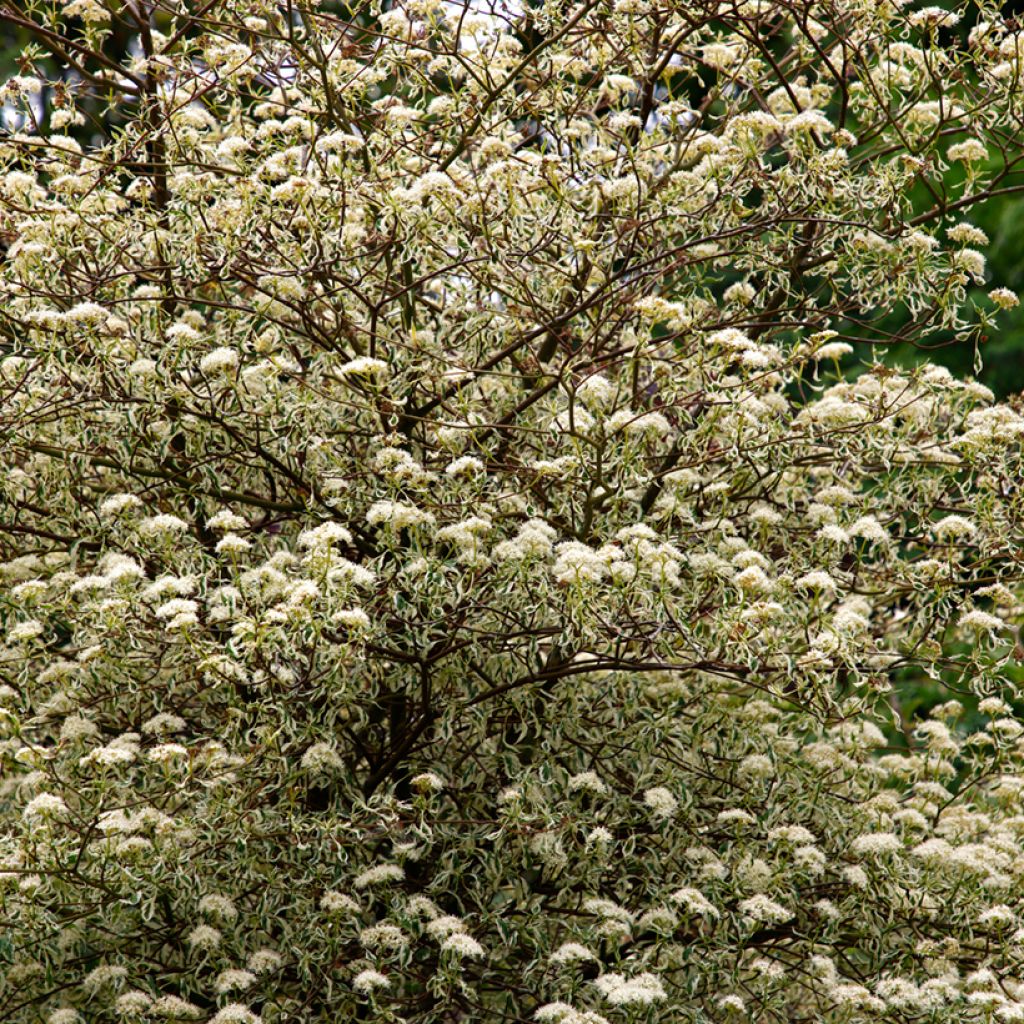 Cornus alternifolia Argentea