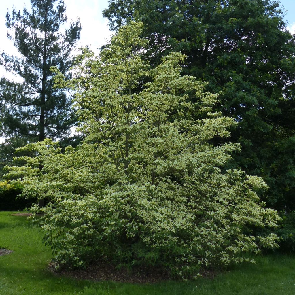 Cornus capitata