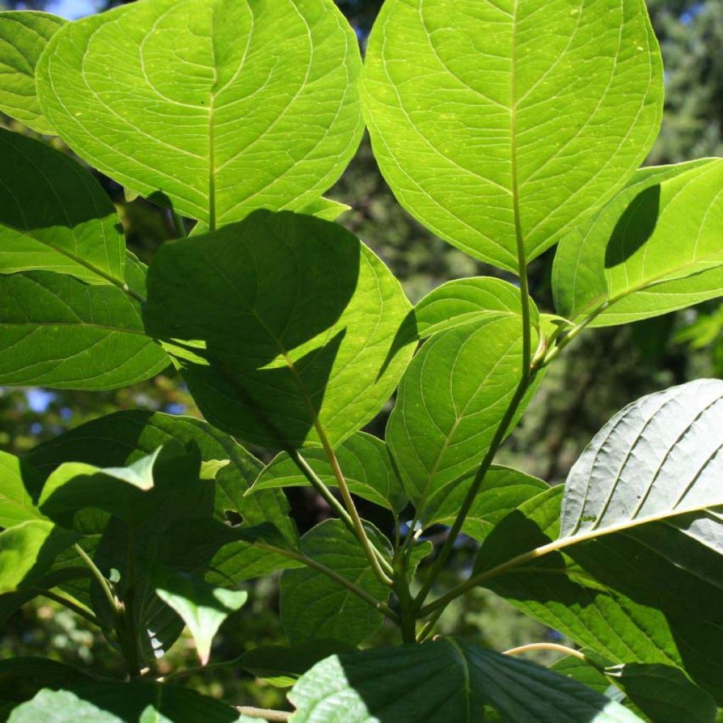 Cornus controversa
