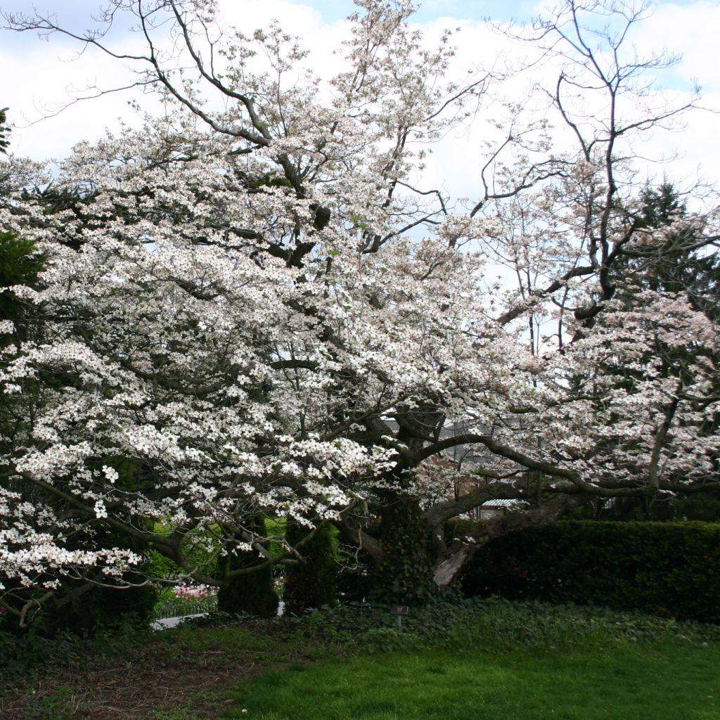Cornus florida