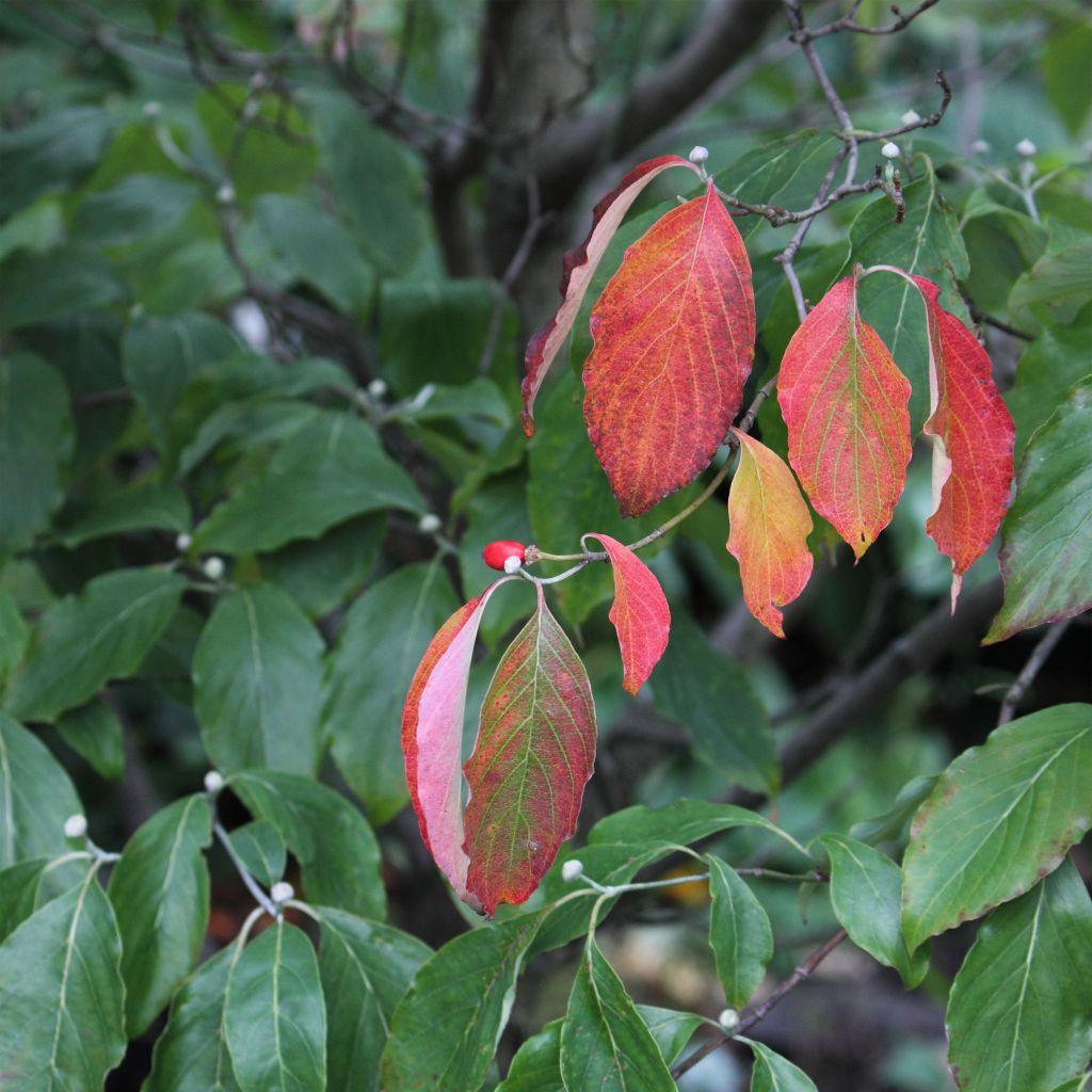 Cornus florida Cherokee Chief